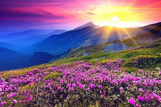 Stylized landscape image of a purple flower field and a lake at sunrise with mountains in the background.